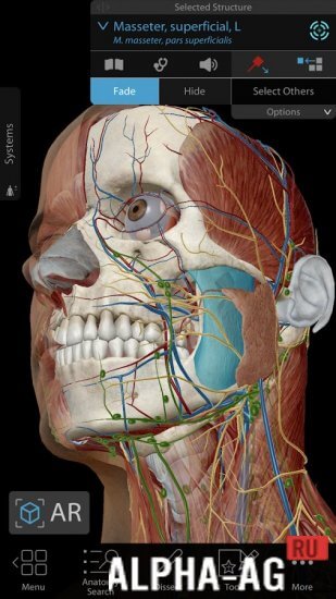 Human Anatomy Atlas  5