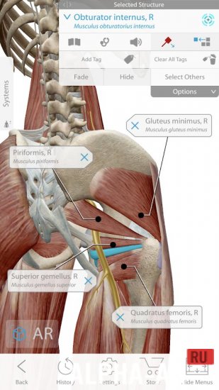 Human Anatomy Atlas Скриншот №4